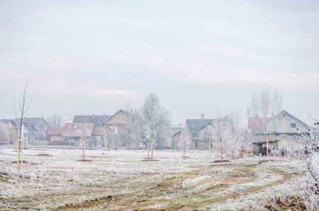 Frost in the early morning on dry meadow plants.の写真素材