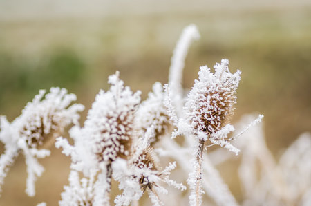 Frost in the early morning on dry meadow plants.の写真素材