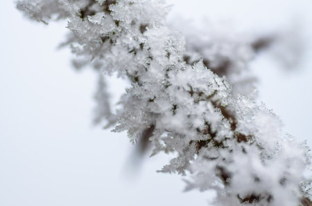Frost in the early morning on dry meadow plants.の写真素材
