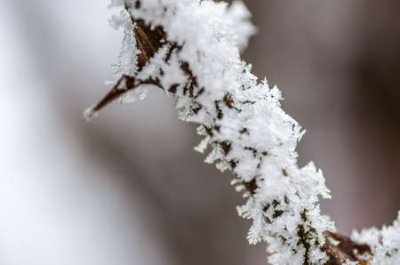 Frost in the early morning on dry meadow plants.の写真素材