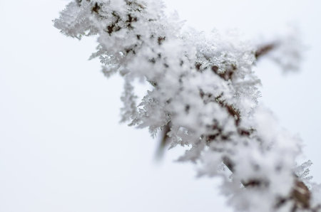 Frost in the early morning on dry meadow plants.の写真素材