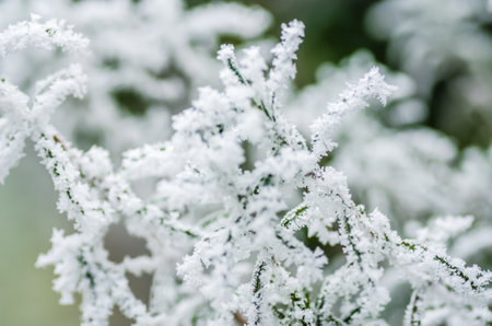 Frost in the early morning on dry meadow plants.の写真素材