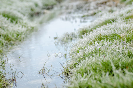 Frost in the early morning on dry meadow plants.の写真素材