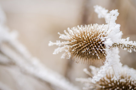 Frost in the early morning on dry meadow plants.の写真素材