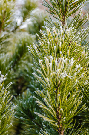 Frost in the early morning on dry meadow plants.の写真素材