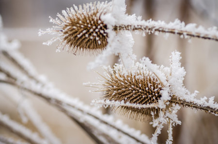 Frost in the early morning on dry meadow plants.の写真素材