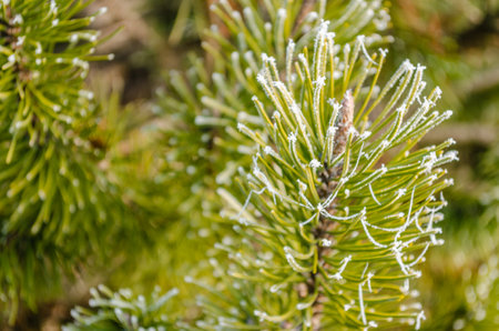 Frost in the early morning on dry meadow plants.の写真素材