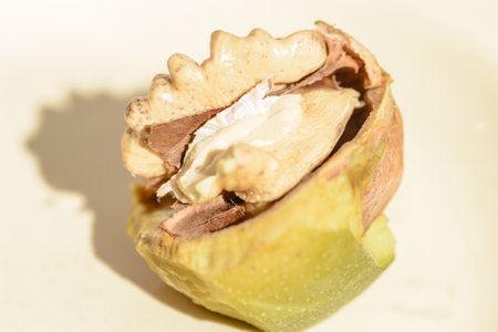 Ripe walnut fruits. Ripe walnut fruit on a ceramic pot.の写真素材