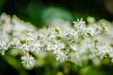 Clusters of white blossoms of sambucus nigra, the european elder treeの写真素材