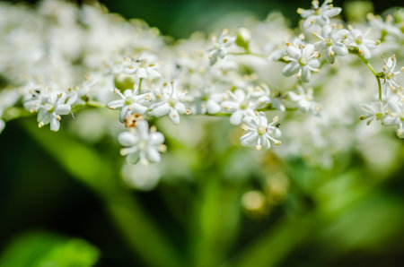 Clusters of white blossoms of sambucus nigra, the european elder treeの写真素材