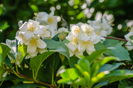 Beautiful blooming jasmine bush in the summer garden Fine ornamental plantの写真素材