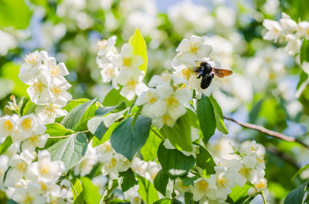 Beautiful blooming jasmine bush in the summer garden Fine ornamental plantの写真素材