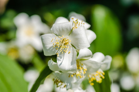 Beautiful blooming jasmine bush in the summer garden Fine ornamental plantの写真素材