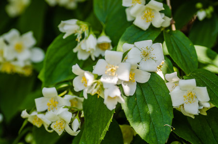 Beautiful blooming jasmine bush in the summer garden Fine ornamental plantの写真素材