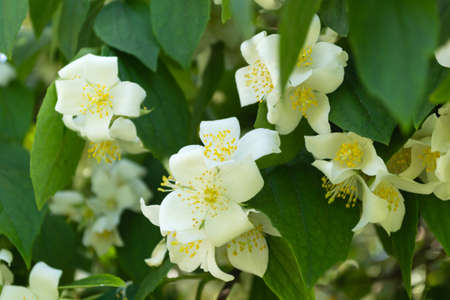 Beautiful blooming jasmine bush in the summer garden Fine ornamental plantの写真素材