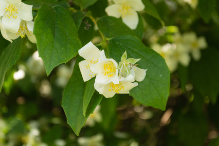 Beautiful blooming jasmine bush in the summer garden Fine ornamental plantの写真素材