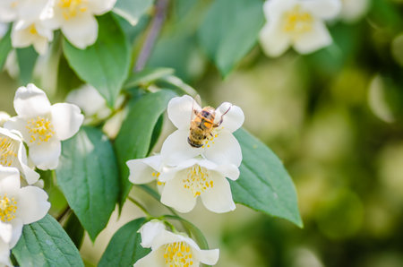 A honey bee on the beautiful flowers of a jasmine bush in a summer garden. A fine ornamental plant.の写真素材