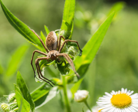 Meadow spider in its natural environment. A meadow spider on the flower of a meadow plant in its natural environment.の写真素材