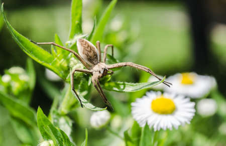 Meadow spider in its natural environment. A meadow spider on the flower of a meadow plant in its natural environment.の写真素材