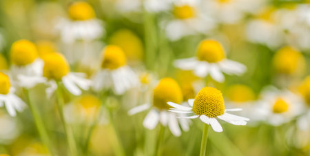Blooming chamomile field. Beautiful nature scene with blooming medical chamomilles. Alternative medicine Spring Daisy.の写真素材