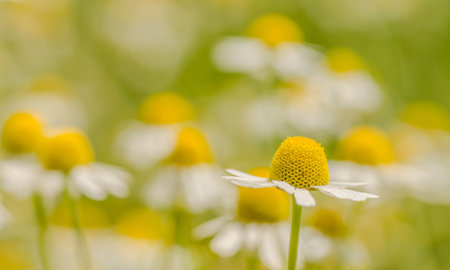 Blooming chamomile field. Beautiful nature scene with blooming medical chamomilles. Alternative medicine Spring Daisy.の写真素材