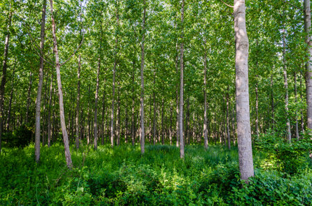 A view of a young forest with Poplar trees. A green forest with young Poplar trees, illuminated by the morning sun.の写真素材