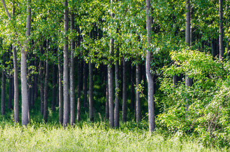 A view of a young forest with Poplar trees. A green forest with young Poplar trees, illuminated by the morning sun.の写真素材