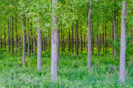 A view of a young forest with Poplar trees. A green forest with young Poplar trees, illuminated by the morning sun.の写真素材