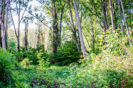 A view of a young forest with Poplar trees. A green forest with young Poplar trees, illuminated by the morning sun.の写真素材