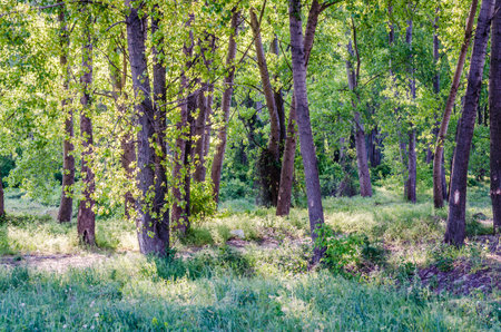 A view of a young forest with Poplar trees. A green forest with young Poplar trees, illuminated by the morning sun.の写真素材