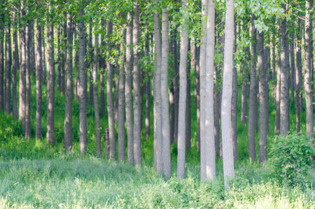 A view of a young forest with Poplar trees. A green forest with young Poplar trees, illuminated by the morning sun.の写真素材