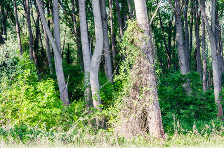 A view of a young forest with Poplar trees. A green forest with young Poplar trees, illuminated by the morning sun.の写真素材