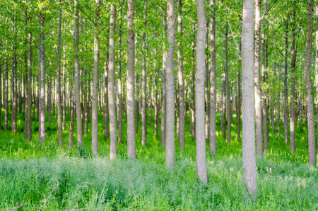 A view of a young forest with Poplar trees. A green forest with young Poplar trees, illuminated by the morning sun.の写真素材
