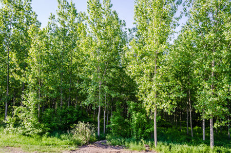 A view of a young forest with Poplar trees. A green forest with young Poplar trees, illuminated by the morning sun.の写真素材