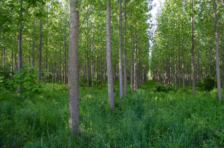 A view of a young forest with Poplar trees. A green forest with young Poplar trees, illuminated by the morning sun.の写真素材