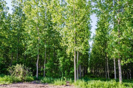 A view of a young forest with Poplar trees. A green forest with young Poplar trees, illuminated by the morning sun.の写真素材