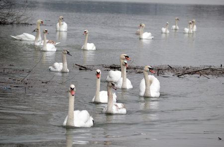 Swans in their natural environment. Swans swim in cold winter water.の写真素材