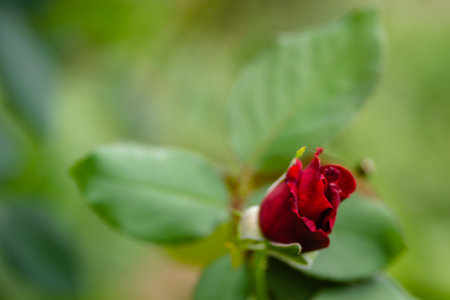 A beautiful red rose bud on a green surface.の写真素材