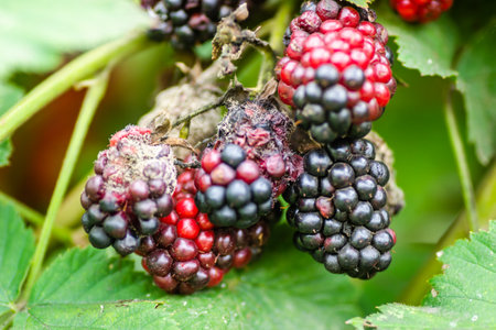 Blackberry plant with berries and green leaves in the garden and on the field.の写真素材