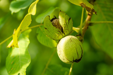 Green unripe walnuts hang on a branch. Green leaves and unripe walnut. Fruits of a walnut.の写真素材