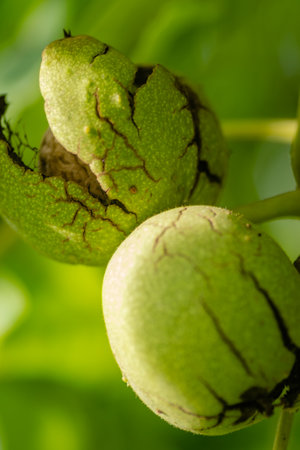 Green unripe walnuts hang on a branch. Green leaves and unripe walnut. Fruits of a walnut.の写真素材