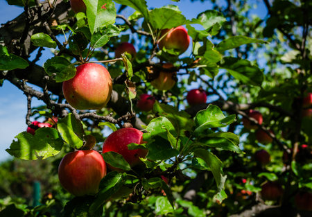 Apple tree with ripe red fruits. Ripe apple fruits in the crown of the tree ready for picking.の写真素材