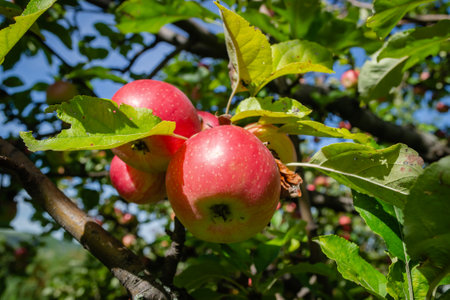 Apple tree with ripe red fruits. Ripe apple fruits in the crown of the tree ready for picking.の写真素材