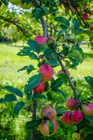 Apple tree with ripe red fruits. Ripe apple fruits in the crown of the tree ready for picking.の写真素材