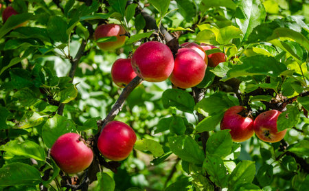 Apple tree with ripe red fruits. Ripe apple fruits in the crown of the tree ready for picking.の写真素材