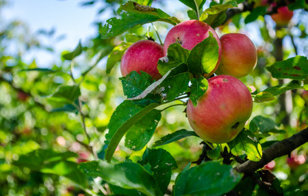 Apple tree with ripe red fruits. Ripe apple fruits in the crown of the tree ready for picking.の写真素材