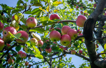 Apple tree with ripe red fruits. Ripe apple fruits in the crown of the tree ready for picking.