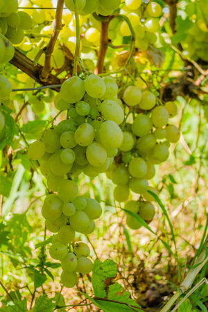 Bunches of vines, varieties, Muscat Italy. Bunches on the vine of the white table variety Muscat Italy.の写真素材
