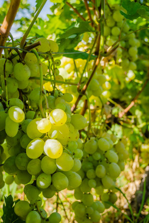 Bunches of vines, varieties, Muscat Italy. Bunches on the vine of the white table variety Muscat Italy.の写真素材
