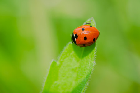 Ladybug on a sunny green leaf of grass.の写真素材